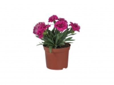 Dianthus £1.00