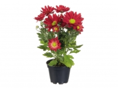 Mini Chrysanthemum £0.99