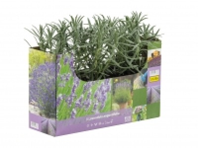 English Lavender £2.99