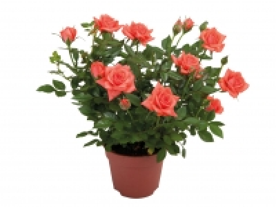 Mini Rose £1.89