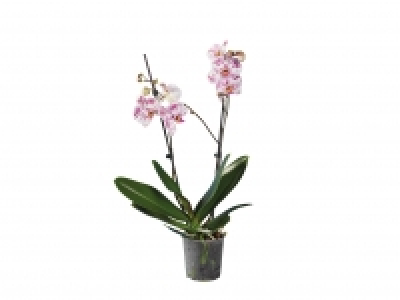 Twin Stem Orchid £7.99