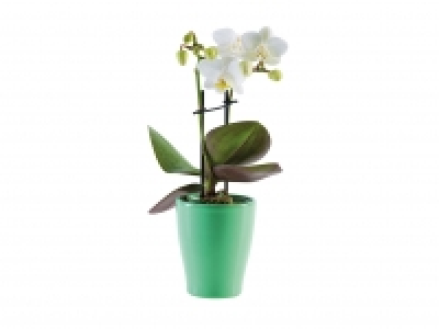 Mini Orchid in Ceramic Pot £3.99
