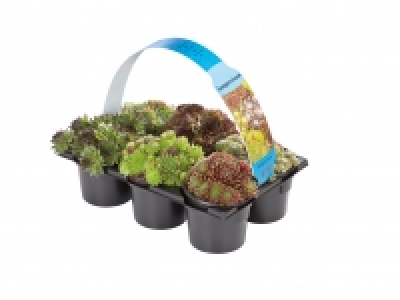 Mixed Sempervivum &pound;4.99