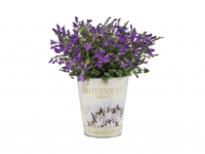 Campanula £2.99