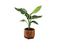Lidl  Green Plants in Wood Design Ceramic