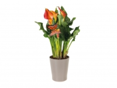 Calla in Ceramic Pot