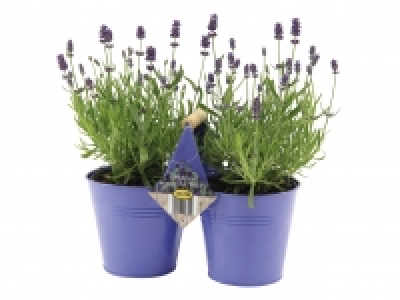 Lavender in Duo Pot £5.99