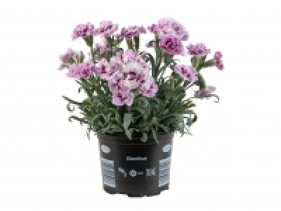 Dianthus £1.99