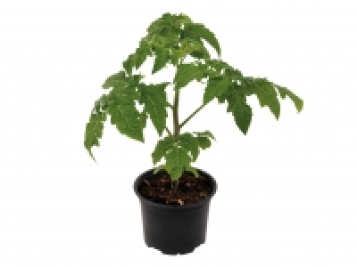 Vegetable Plants £2.49