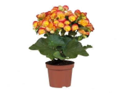 Begonia £2.49