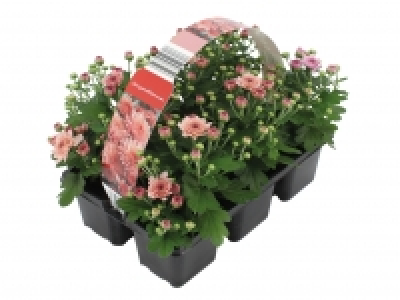 Chrysanthemum £2.99