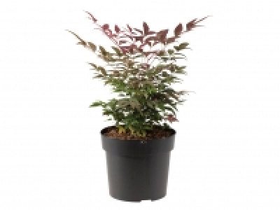 Sacred Bamboo £7.99