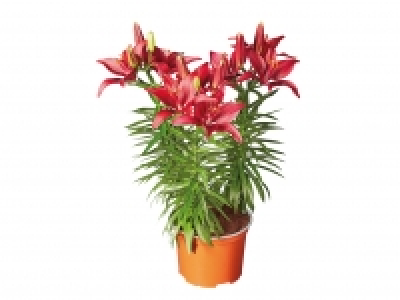 Asiatic Lilies £3.49