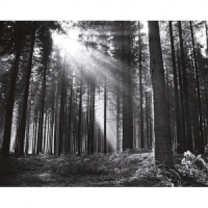 ohpopsi Black and White Forest Wall Mural - L 3m (W) x 2.4m  £75.00