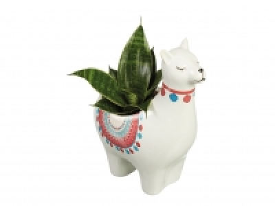 Plants in Alpaca Ceramic