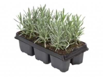 Lavender £4.79