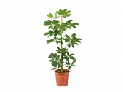 Green Houseplants £4.99