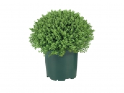 Hebe Plant