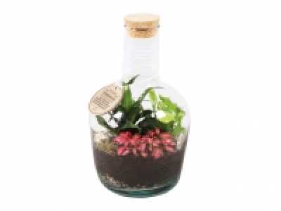 Bottle Terrarium £16.99