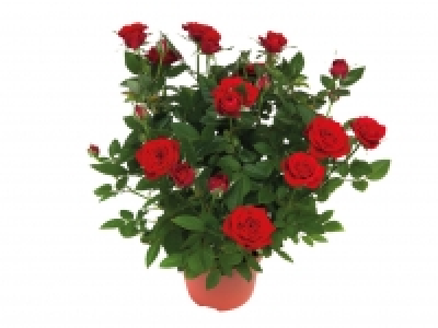 Mini Rose £1.49