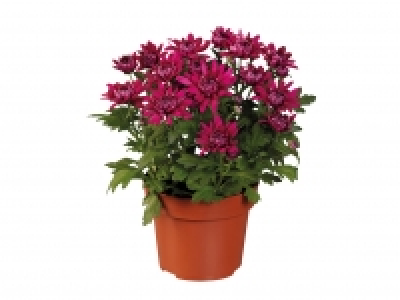 Chrysanthemum £1.59