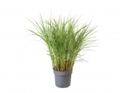 Pennisetum Grass £5.99