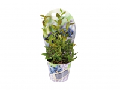 Blueberry Bush £3.49