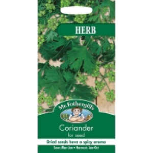 Coriander for Seed Herb Seeds
