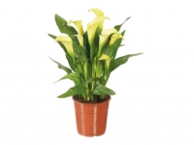 Assorted Calla Lilies £3.99