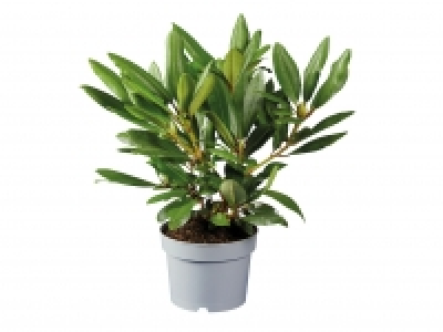 Rhododendron £4.79