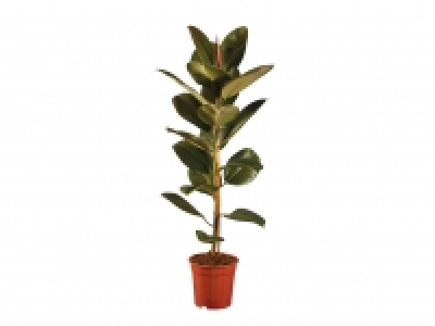 Large Green Houseplants £11.99