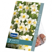 Wickes  Narcissi Sweet Love Spring flowering Bulbs