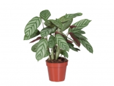 Calathea £2.99