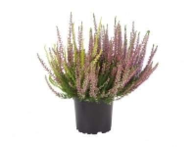 Tricolour Heather £2.49