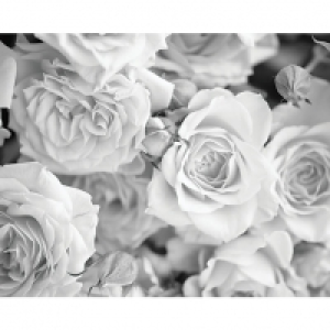 ohpopsi Grey Rose Petals Wall Mural - XL 3.5m (W) x 2.8m (H)