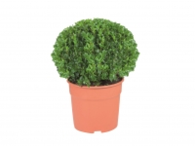 Buxus Ball £9.99