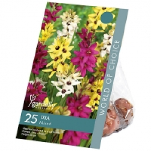 Ixia Mixed Coloured Flower Bulbs