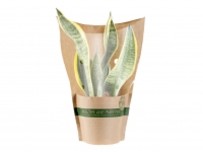 Air Purifying Plants £2.79