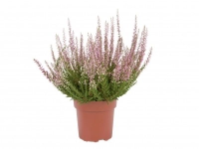 Autumn Heather £1.99