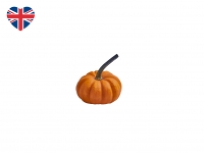 British Munchkin Pumpkin