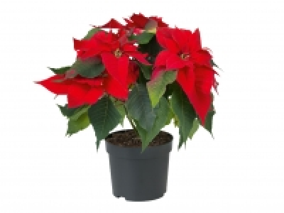 Poinsettia £1.99