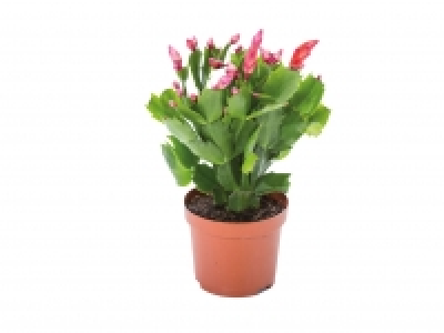 Christmas Cactus