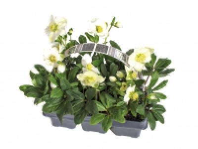 Christmas Roses £7.99