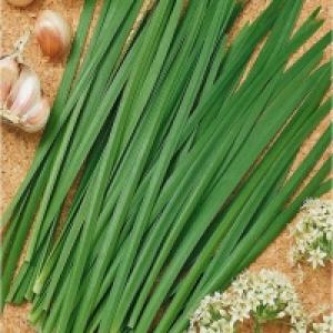 Garlic Chives 1L £4.45