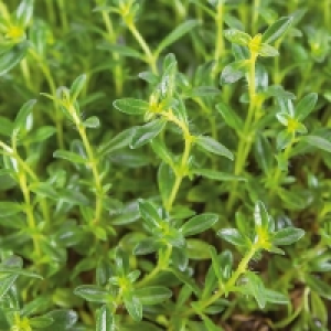 Thyme Mix - 1L £4.45