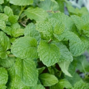 Garden Mint - 1l £2.23