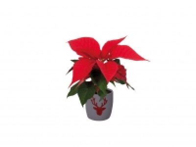 Mini Poinsettia with Pot £1.79