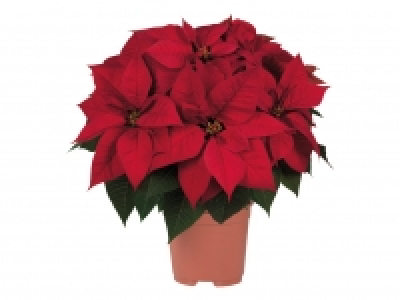 Large Poinsettia £6.49