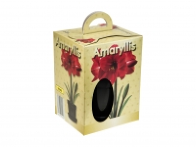 Grow Your Own Amaryllis £2.79