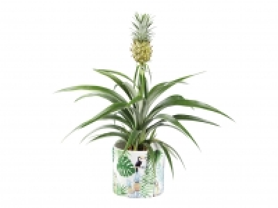 Pineapple Plant in Tropical Pot £7.99